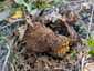 Osztott pöfeteg (Pisolithus arhizus), Budai-hegység